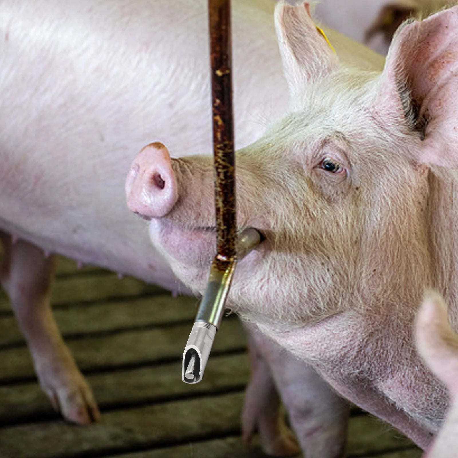 Thicken Stainless Steel Pig Nipple Drinker